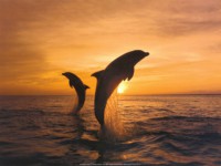 /album/dolfijnenblog/dolphins-at-a-sunset-jpg/
