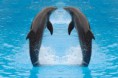 /album/fotogalerij-startpagina/bigstock-dolphin-twins-are-jumping-in-t-28388735-jpg1/