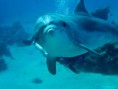 /album/fotogalerij-startpagina/cute-dolphins-at-dolphin-reef-jpg1/