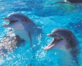 /album/fotogalerij-startpagina/cute-dolphins-dolphins-6939944-600-480-jpg1/
